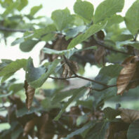 Dicamba Damage Raspberry Herbicide Damage: Dicamba | Hortsense | Washington State University