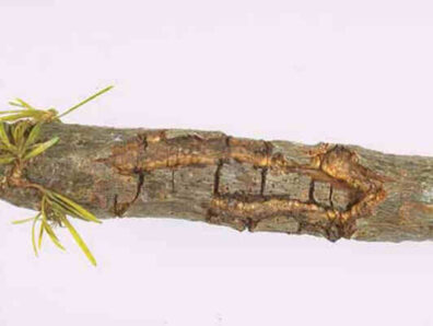 Douglas Fir: Stem cankers | Hortsense | Washington State University
