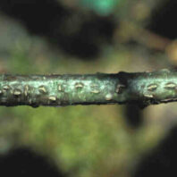 Filbert: Eastern filbert blight | Hortsense | Washington State University