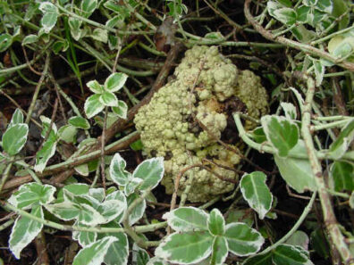 Euonymus: Crown gall | Hortsense | Washington State University