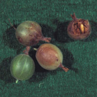 Currant, Gooseberry: Gooseberry maggot (Currant fruit fly) | Hortsense