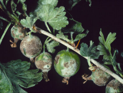Currant, Gooseberry: Powdery mildew | Hortsense | Washington State ...