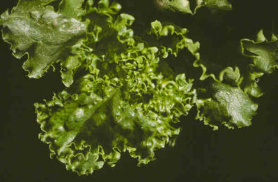 Lettuce: Lettuce big vein virus | Hortsense | Washington State University