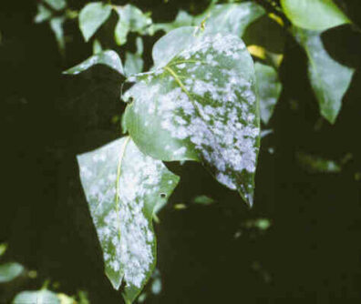 Lilac: Powdery mildew | Hortsense | Washington State University