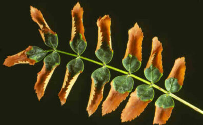 Marginal Necrosis Common Cultural: Marginal leaf necrosis | Hortsense | Washington State ...