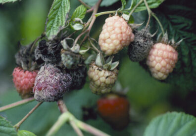 Raspberry: Fruit rot and cane Botrytis | Hortsense | Washington State ...
