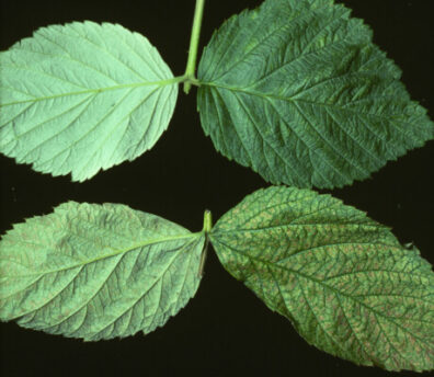 Spider Mite Raspberry Raspberry: Spider mites | Hortsense | Washington State University