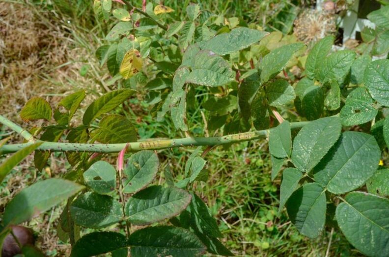 Raspberry Rose stem girdler Hortsense Washington State University