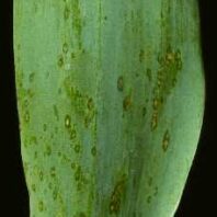 Common Diseases: Botrytis blight (Gray mold) | Hortsense | Washington ...