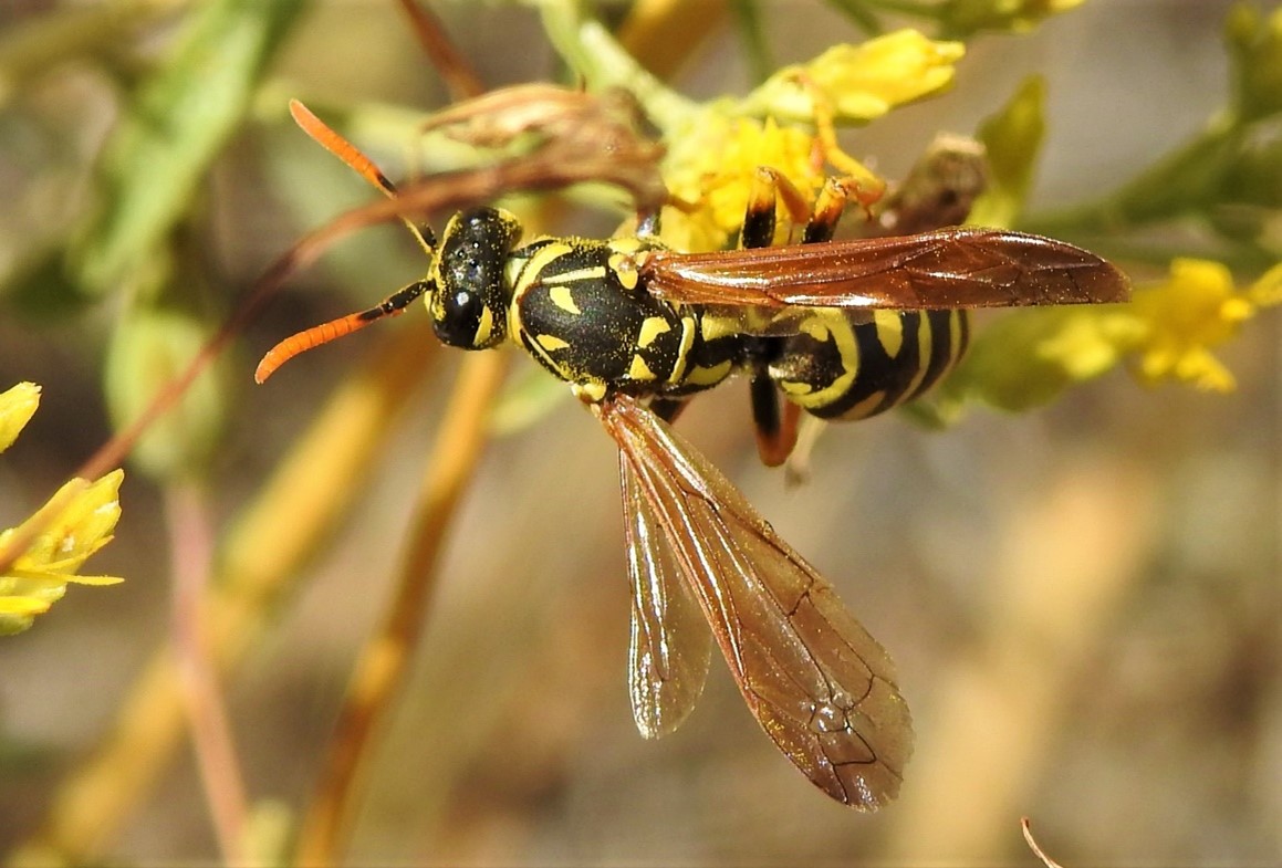 Vespidae Paper Wasps Yellowjackets Hornets And Potter Wasps 