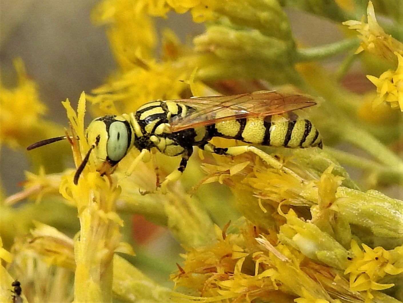 Thynnidae Flower Wasps Hortsense Washington State University