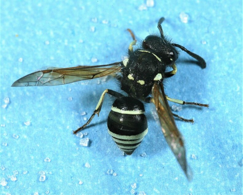 Vespidae Paper Wasps, Yellowjackets, and Potter Wasps