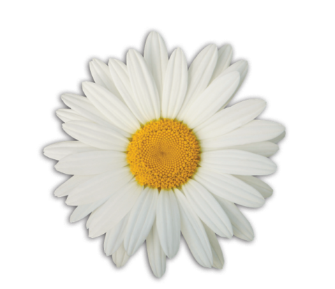 Photo of a daisy flower