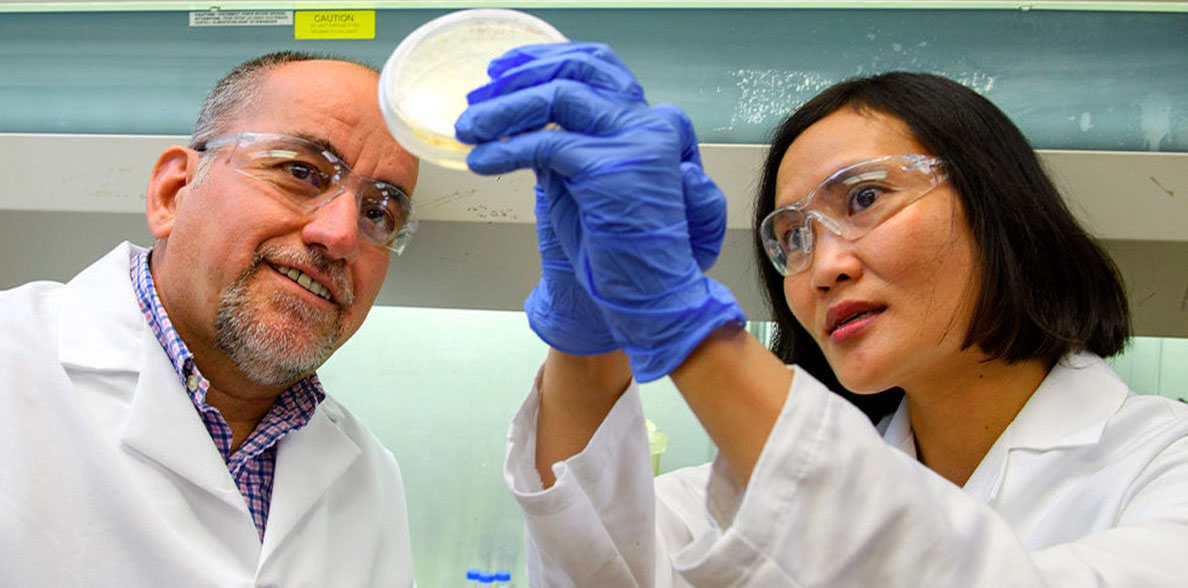 Two scientists look at a bacterial culture.