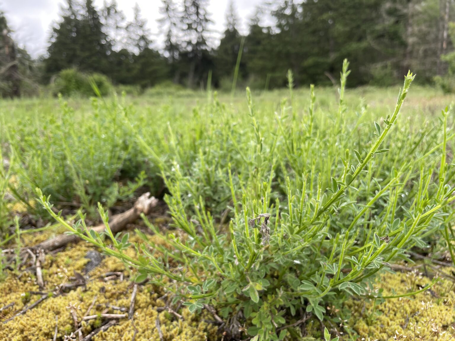 Events for March 30, 2023 Invasive Species Washington State University