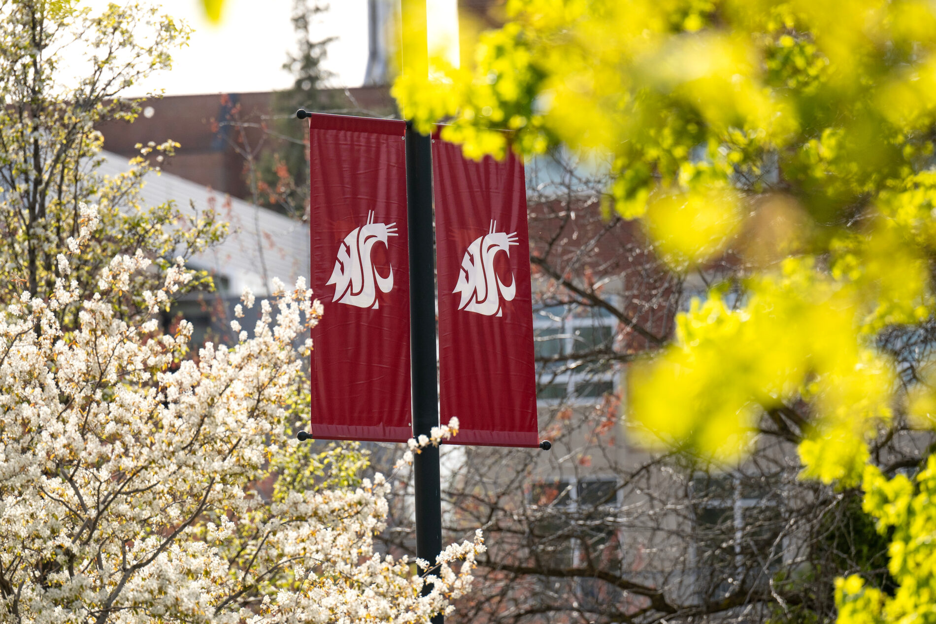 Spring Blossoms with Cougar Banner on Stadium Way on the campus of Washington State University, Tuesday, April 23, 2024.