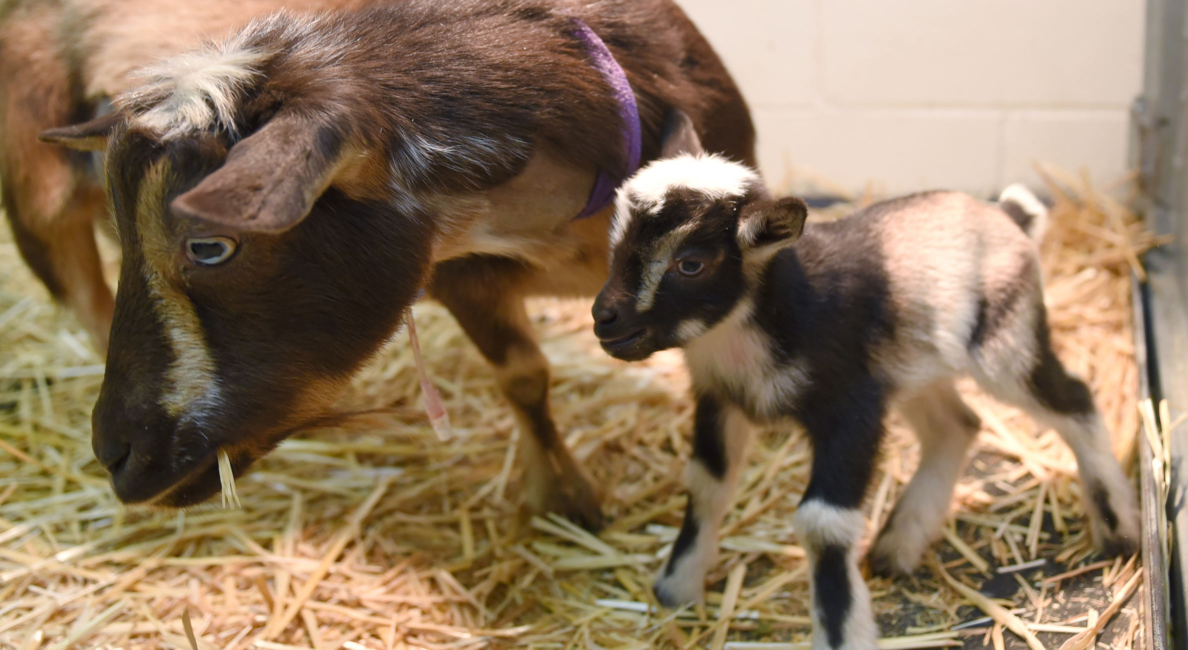 Bruno, a two-day old baby Nigerian Dwarf goat, stands in a pen with his mother, Sri Lanka, on Nov. 3, 2022, at the Veterinary Teaching Hospital at Washington State University in Pullman. Bruno was born at the hospital after Sri Lanka’s owner brought her to the hospital unaware that she was pregnant. (College of Veterinary Medicine/Ted S. Warren)