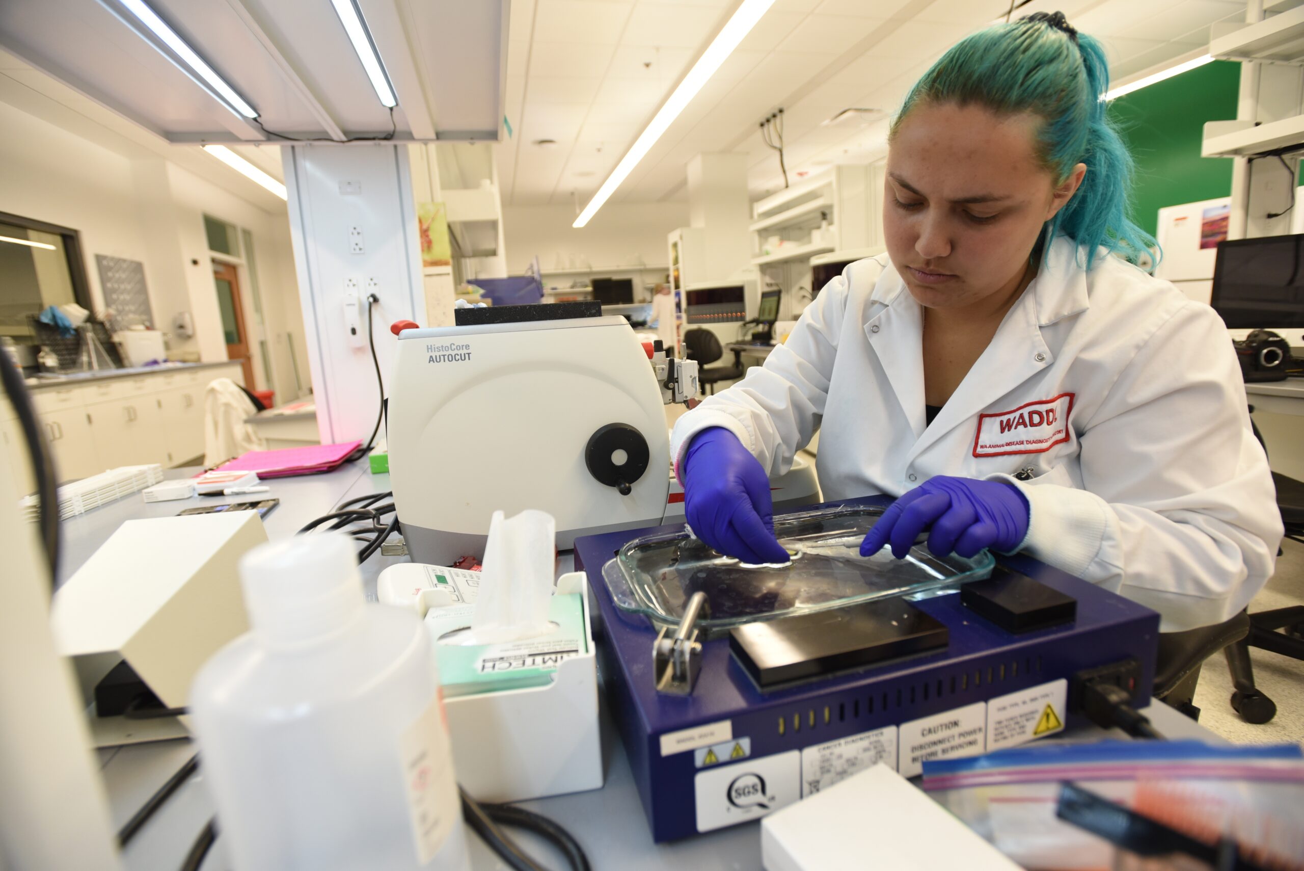 Pathology Washington Animal Disease Diagnostic Laboratory 