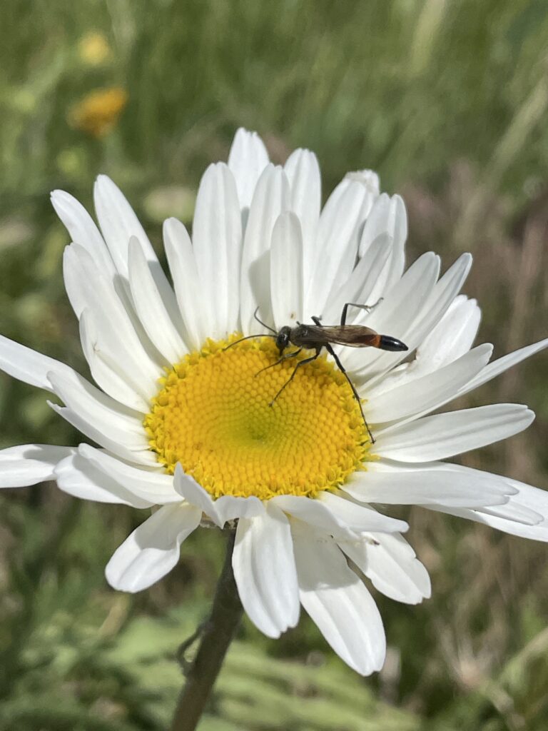 Wsu Insect Collection Insect Habitat Survey | Robert Orpet Laboratory | Washington State ...