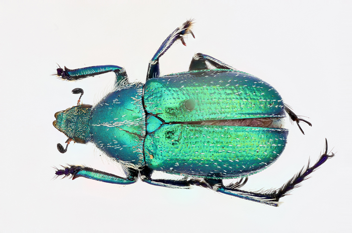 Wsu Insect Collection Pullman Campus | Washington State University