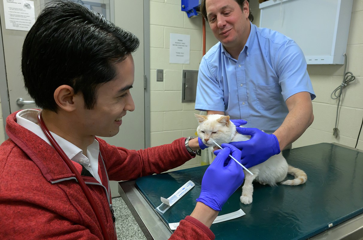 Vet swabbing a cat