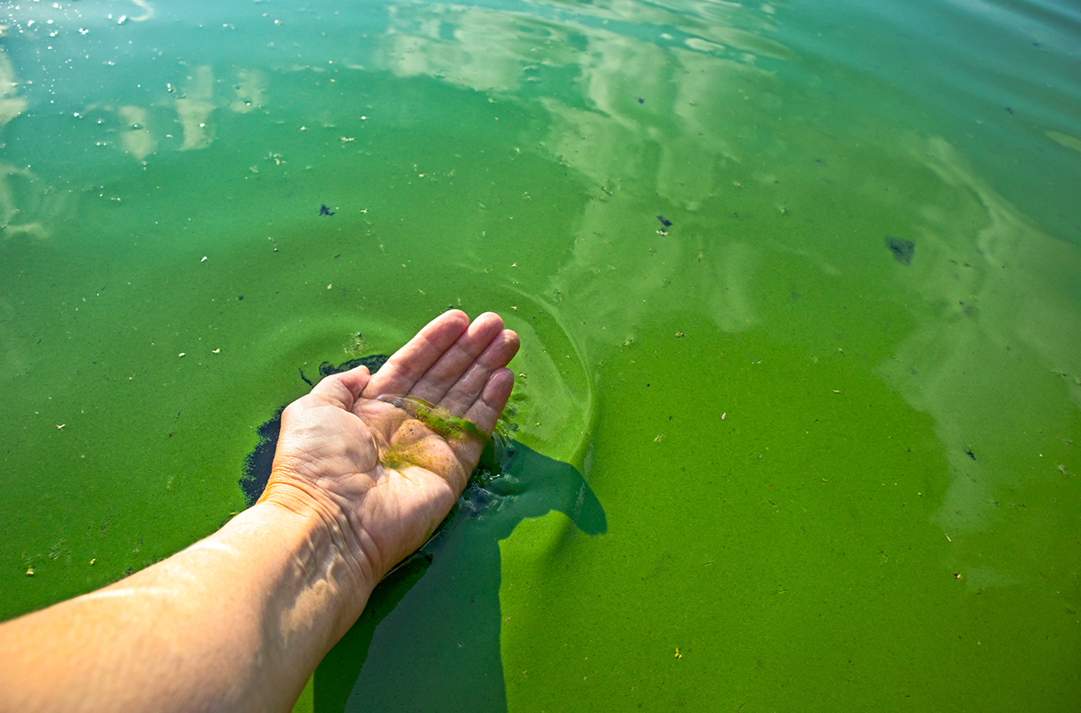 Hand in water covered by algae