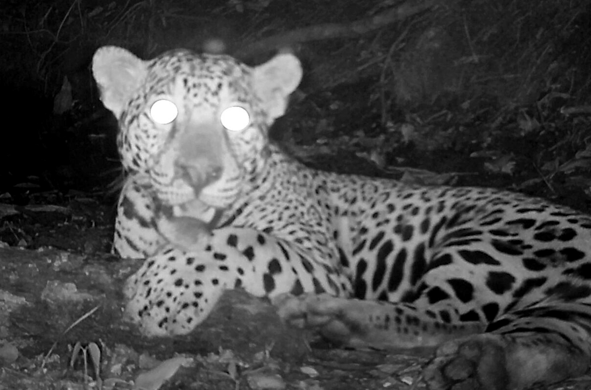 Jaguar