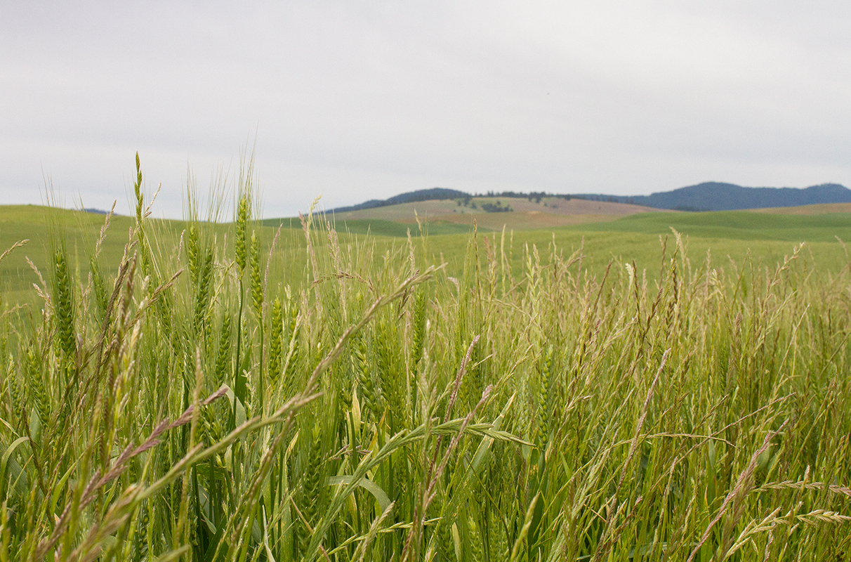 Wheat