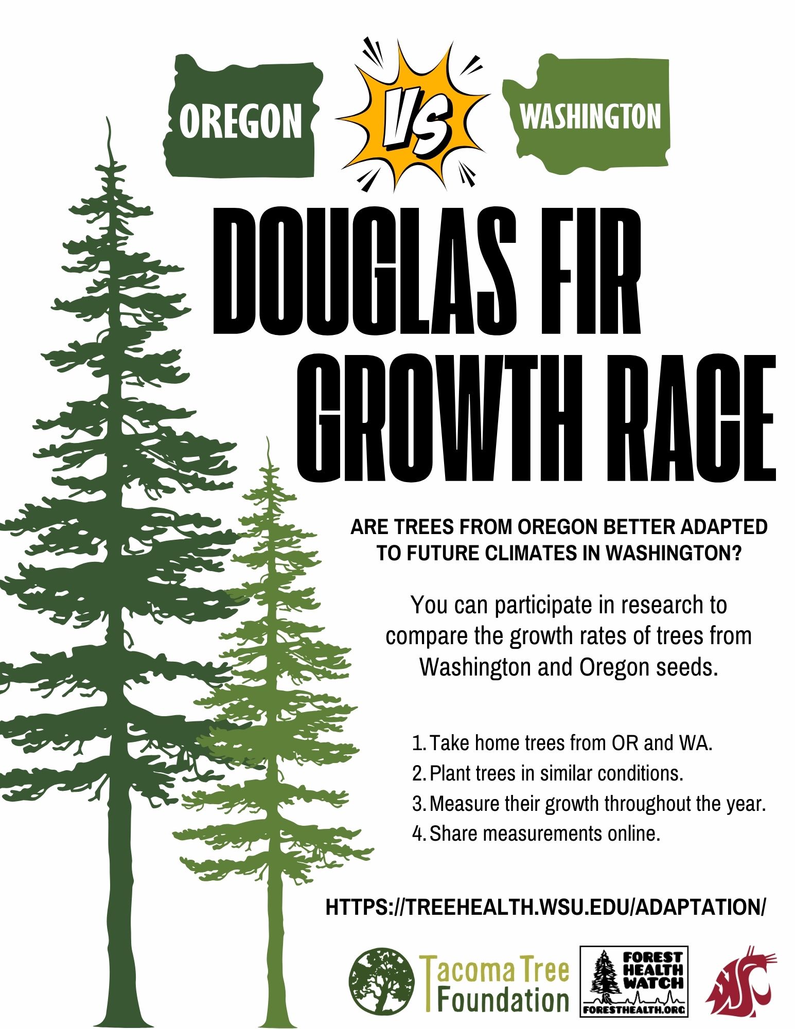 DouglasFir Growth Race WSU Urban Forest Health Lab Washington