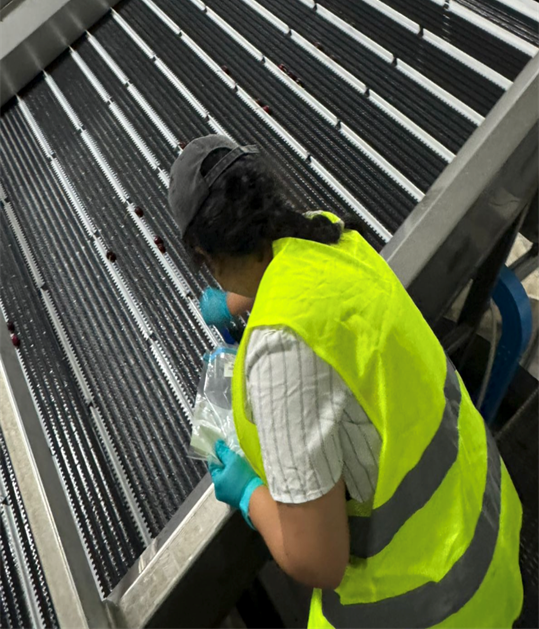 Swapnika in a high-vis vest in a cherry packing plant.