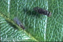 fungus gnat and shorefly
