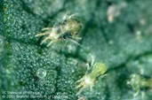 two spotted spider mites