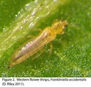 western flower thrips