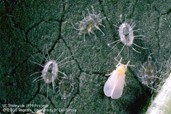 whitefly