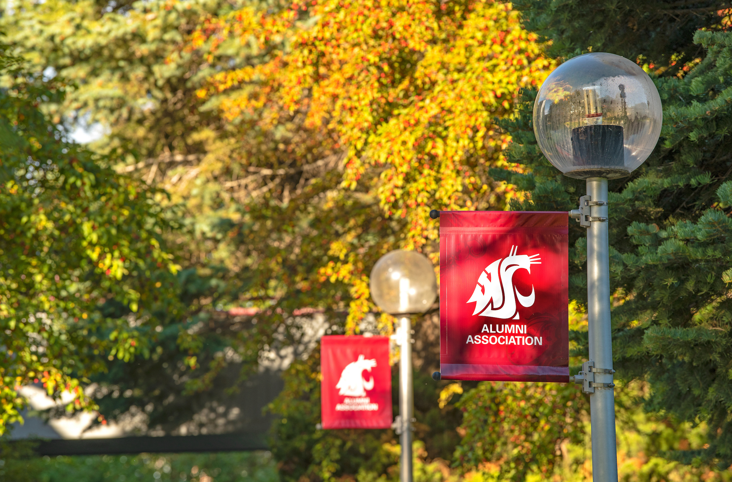 Morning sunlight on cougar head logo Alumni Association Banners near the Alumni Centre.