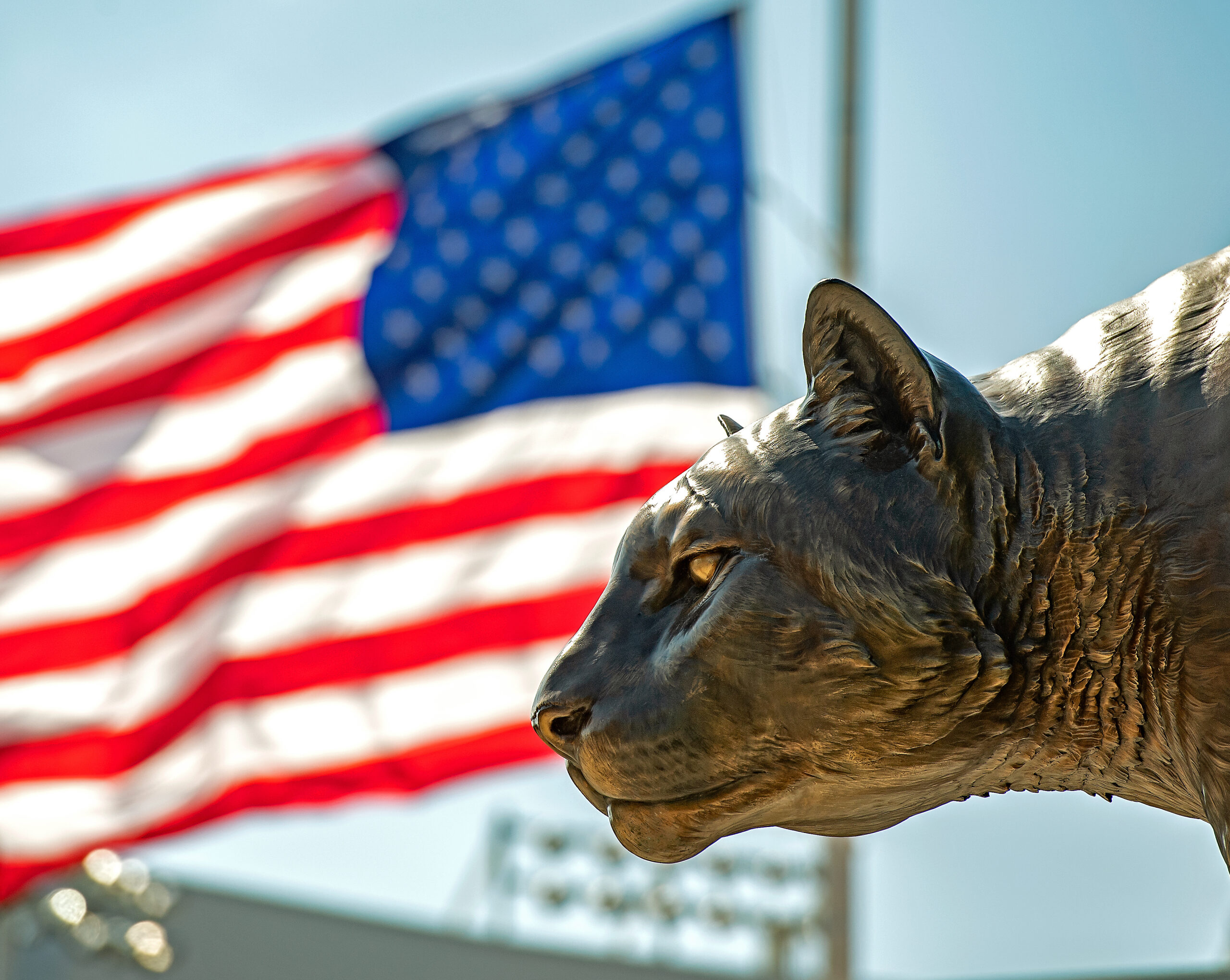 The head of the bronze cougar statue is sunlit with the American flag waving in the background.