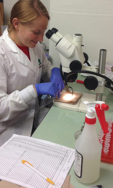 Sarah Meiners dissecting bullfrog tissue