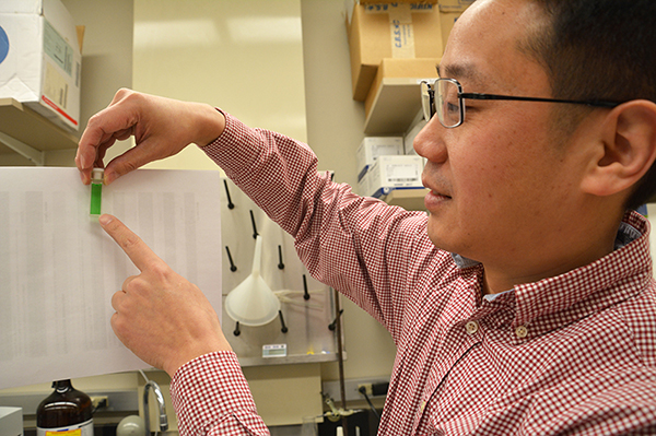 Ming Xian holds a green liquid that is the solution of a new fluorescent sensor for H2S.