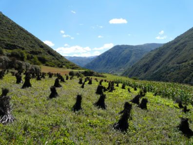 Barley cultivation in Jiuzhaigou National Park has changed little in nearly 2000 years.