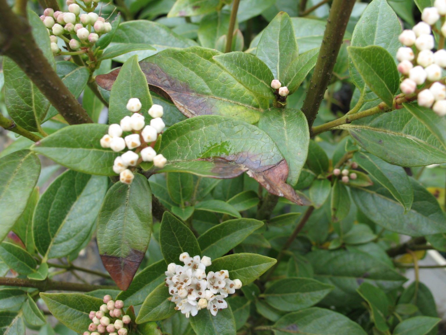 Viburnum PPO Home Washington State University