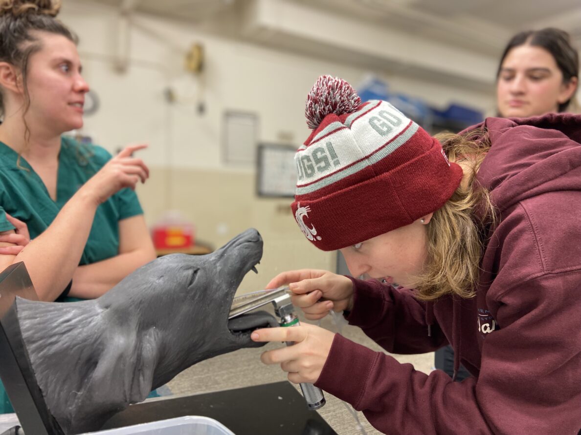 PreVeterinary WSU Health Professions Student Center Washington