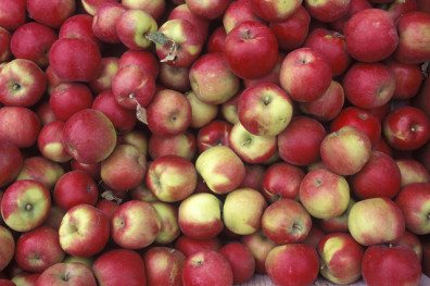 Fresh_Picked_Apples_from_WSU_Experimental_Orchard (2)