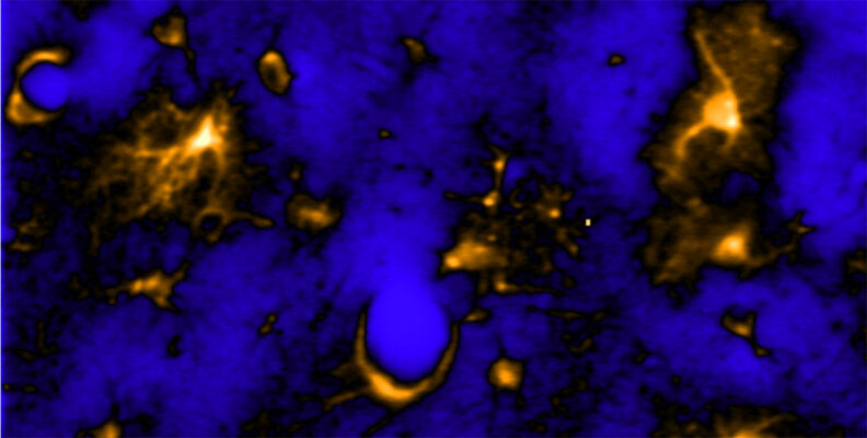 Astrocytes in the brain expressing a fluorescent calcium indicator captured with a two-photon microscope. Image by Ashley Ingiosi, courtesy of Current Biology