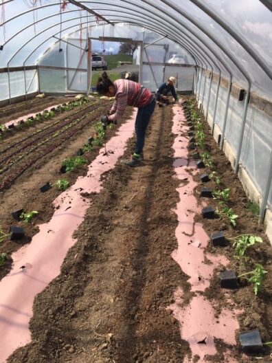 Students planting lines of tomatoes at the WSU Eggert Family Organic Farm.