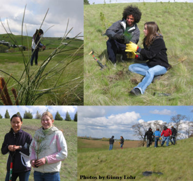 Honors students planting Ponderosa pine trees