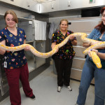 Henry Moore Jr. BCU/WSU