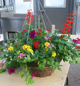 4-Mom's-Weekend-plants---2014-011