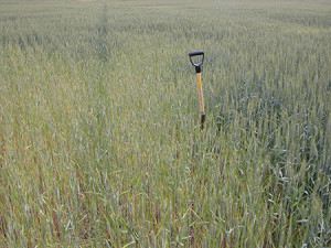 stunted-wheat-450
