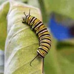 Caterpillar milkweed