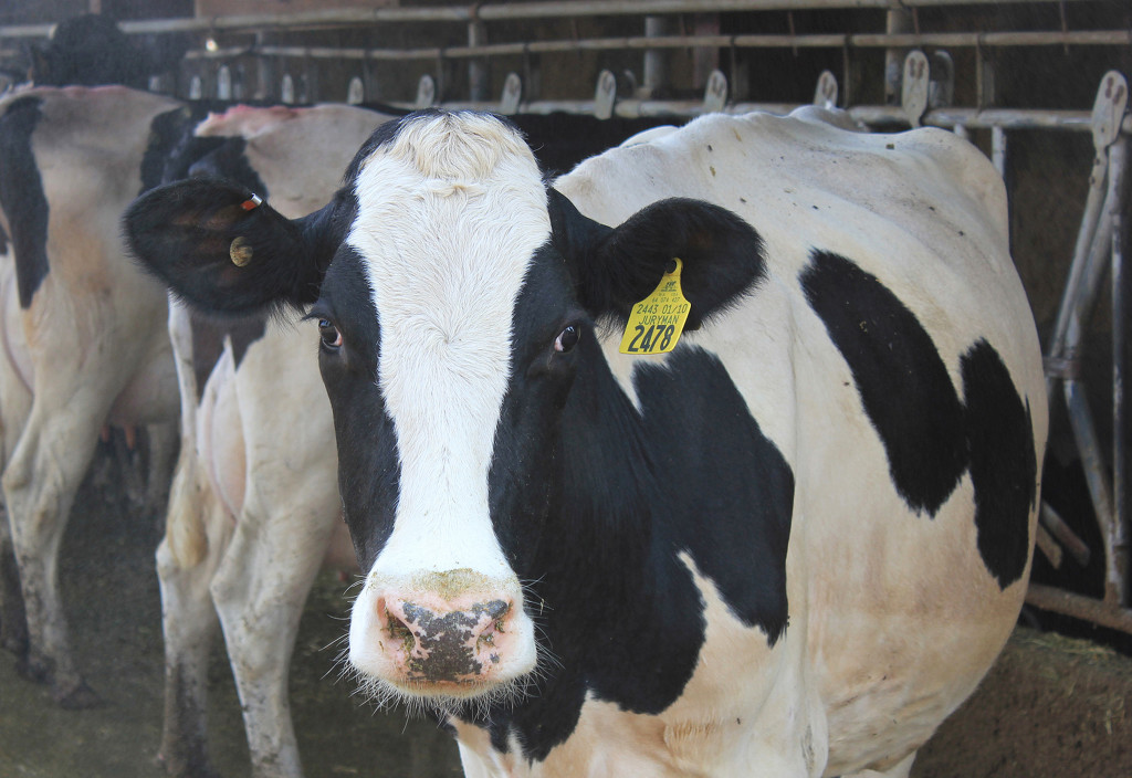 Handle with care for safer cows, better farmers WSU Insider Washington State University